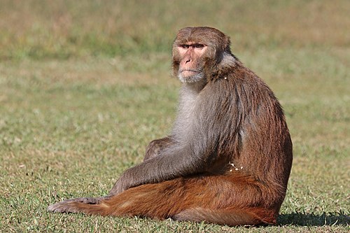 Macaca mulatta